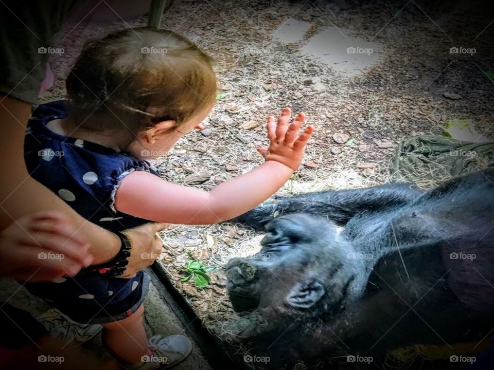 Child and Ape