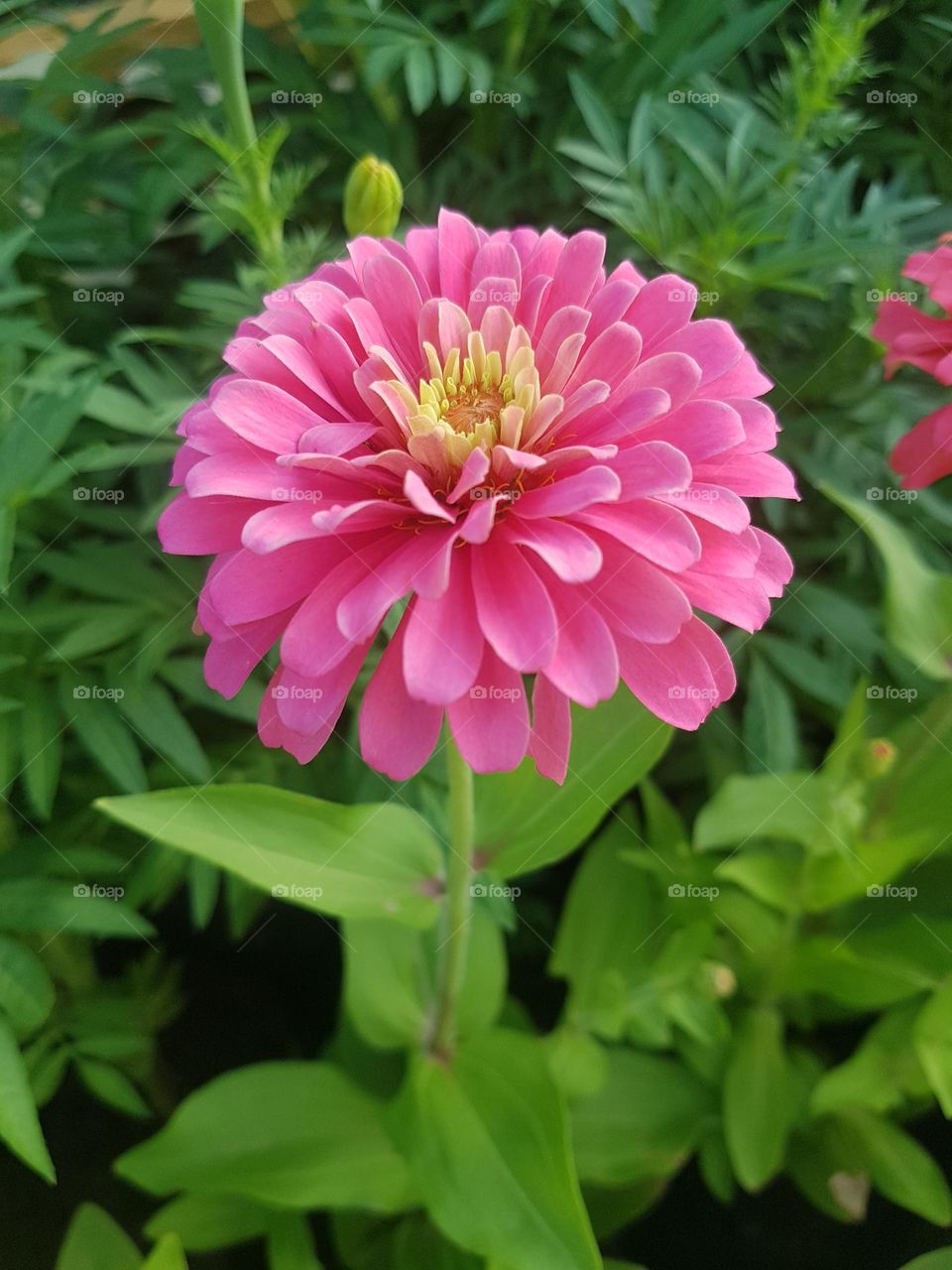 ENJOY-ZINNIA