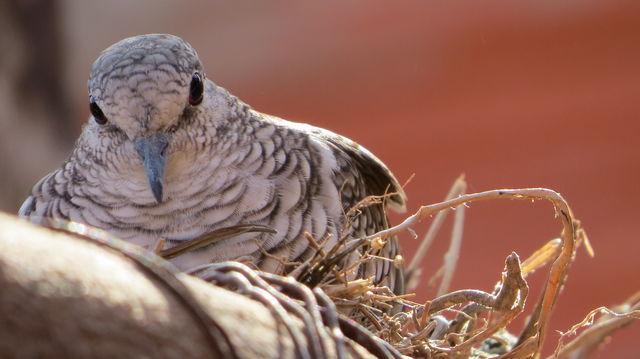 mom bird awaits children in autumn nest in the fall