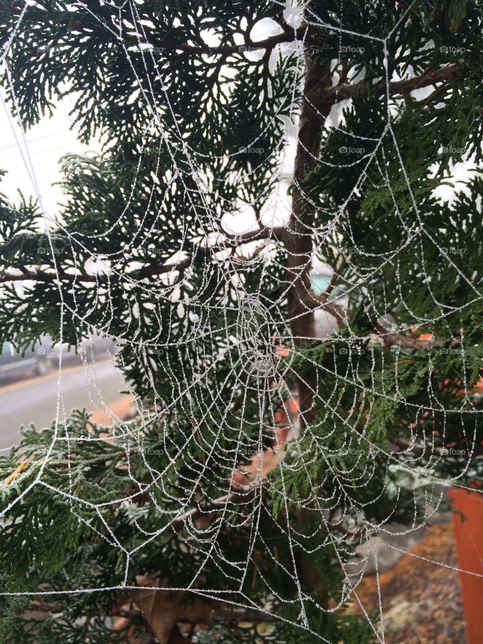 Icy spider web