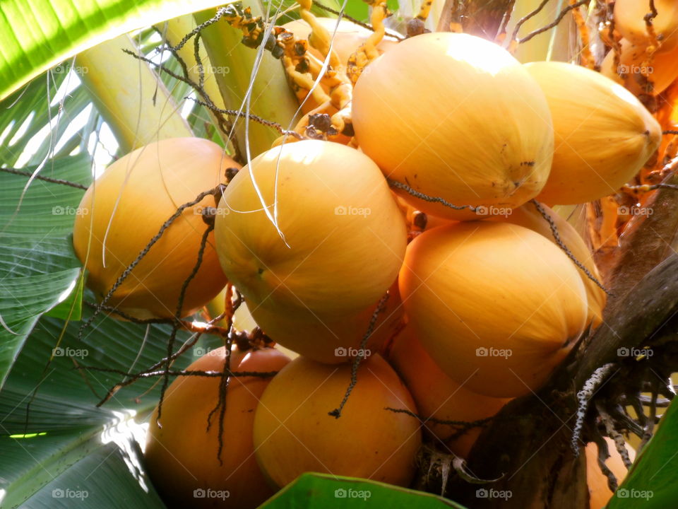 Coconut in the beach