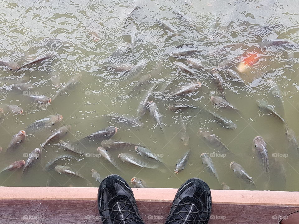 step-swim with the fishes