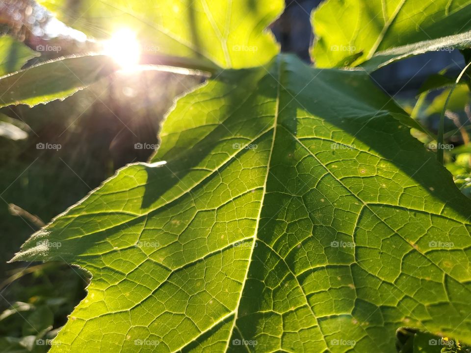 Natural sunlight illuminating the veins in a green leaf.