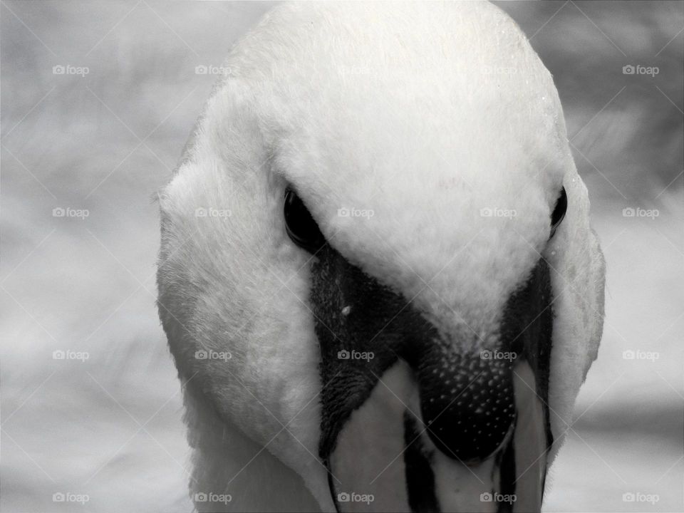 Beautiful Swan, black & white, closeup, Needham Lake, UK