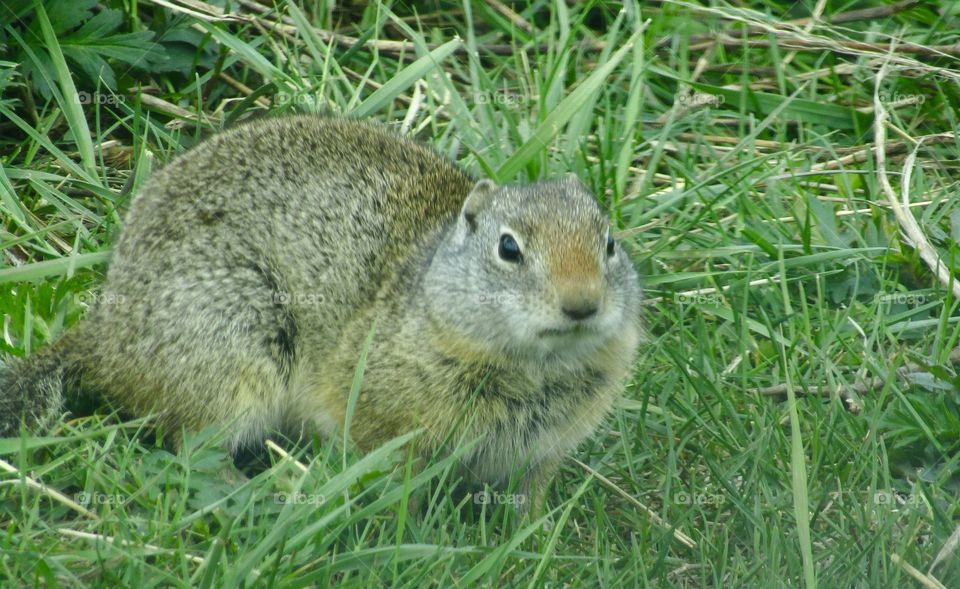A furry little ground squirrel looking off into the distance. Bright green grass surrounding it. 