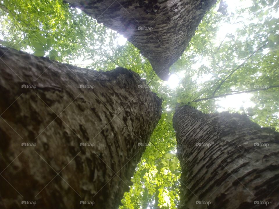 the view from the bottom of trees that all came out of the same trunk.