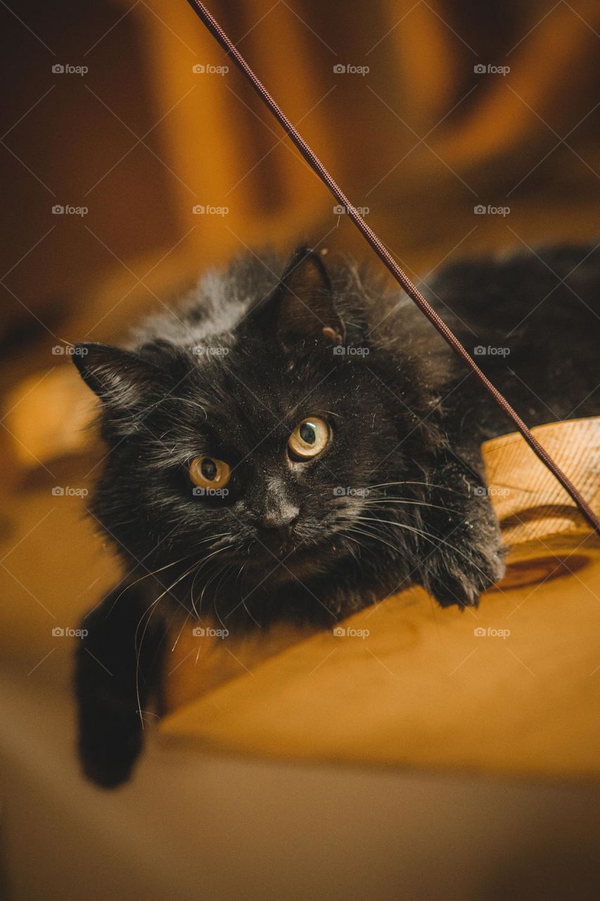 Octavia now has to pose for the camera.