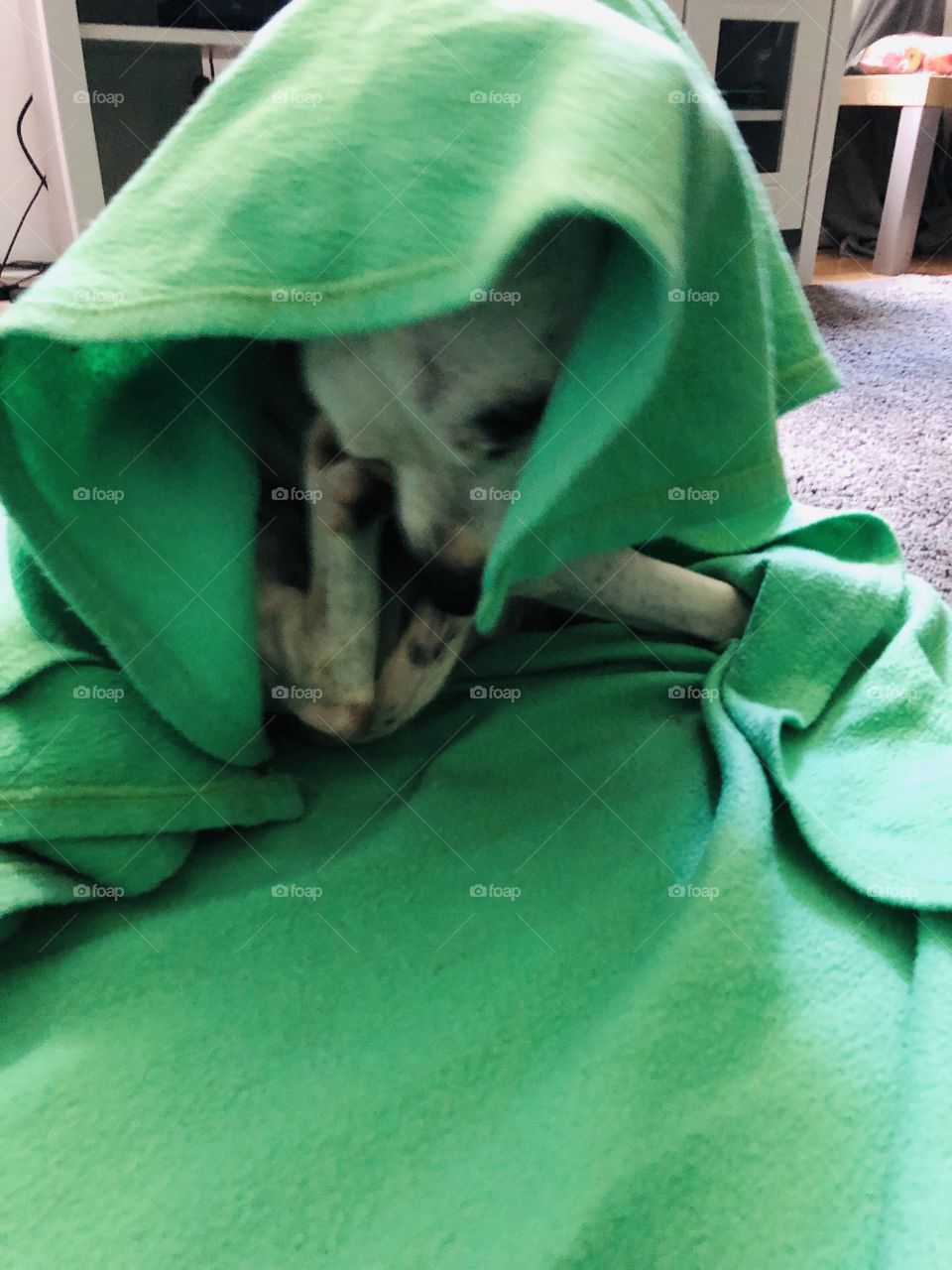 Our dog is nuts ‘ she has to be wrapped up everything she wants to nap 😂