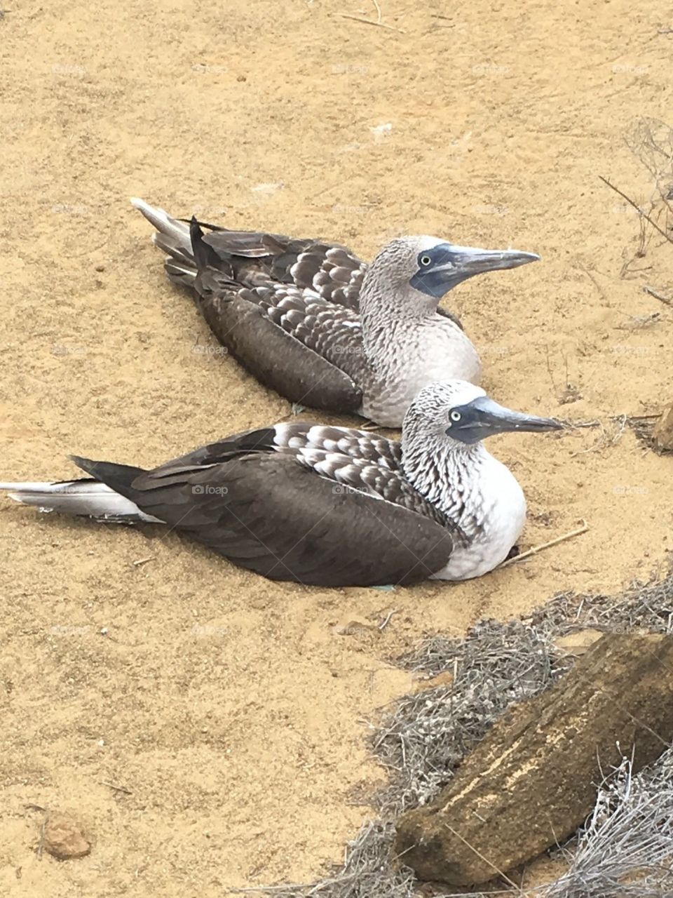 Galápagos Blue Footed Boobys