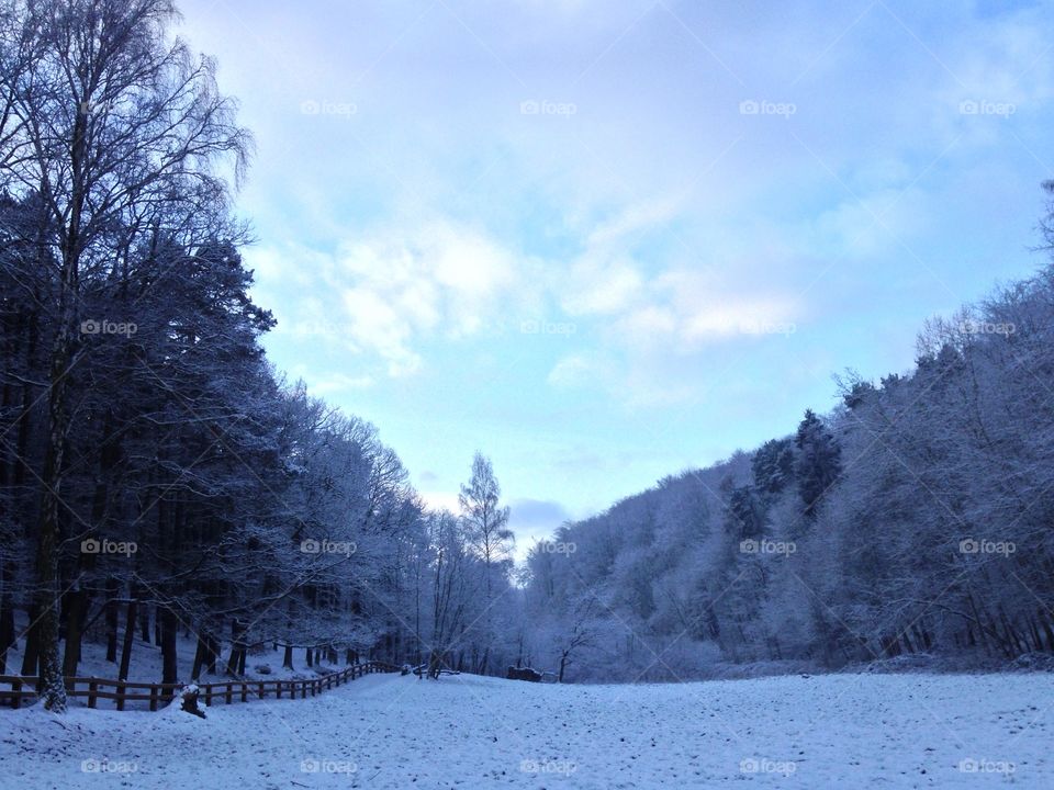 Snow, Winter, Frost, Cold, Wood