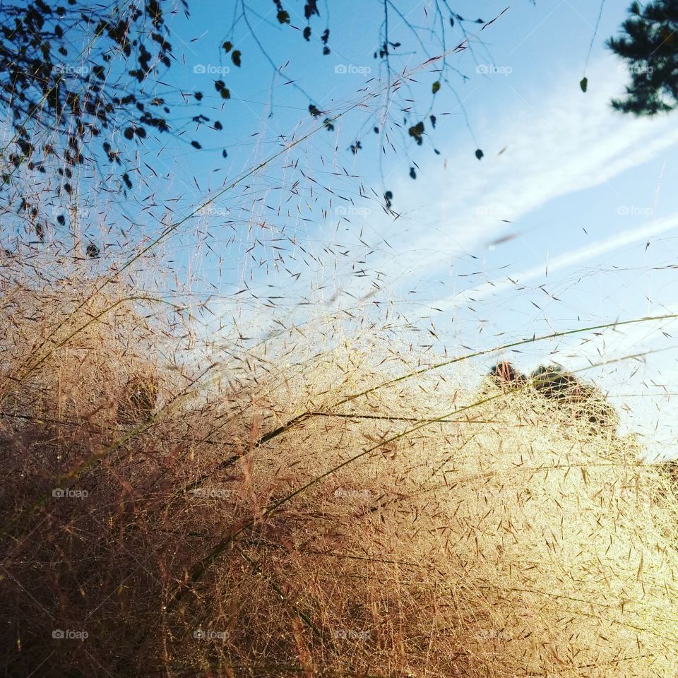 Morning sky through the shrubbery