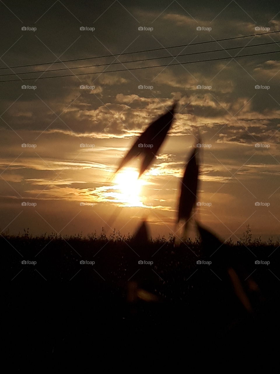 Wheat At Sunset