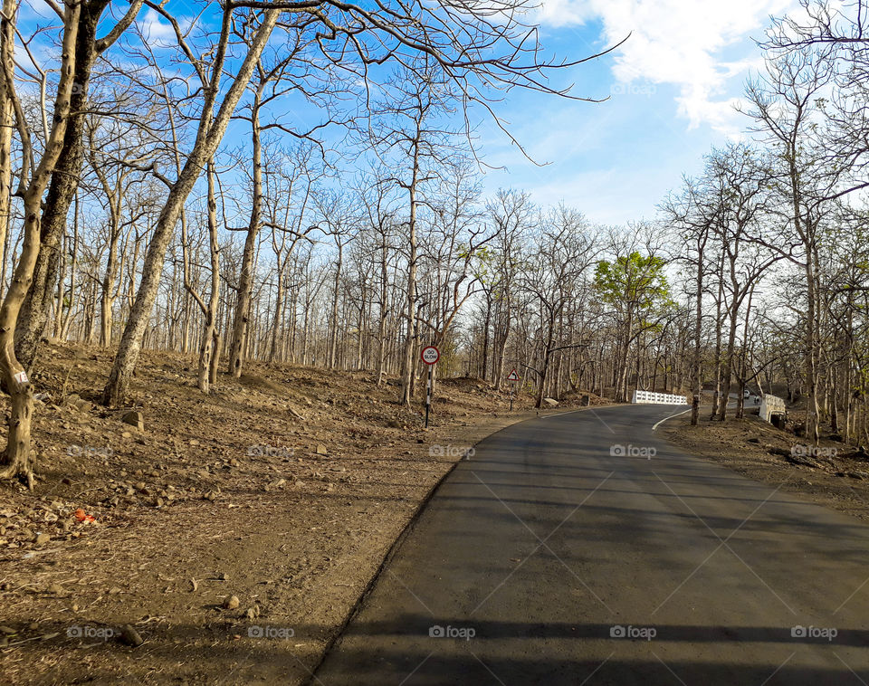 dry plants road side