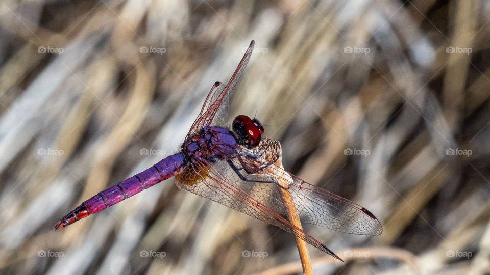 Trithemis annulata
