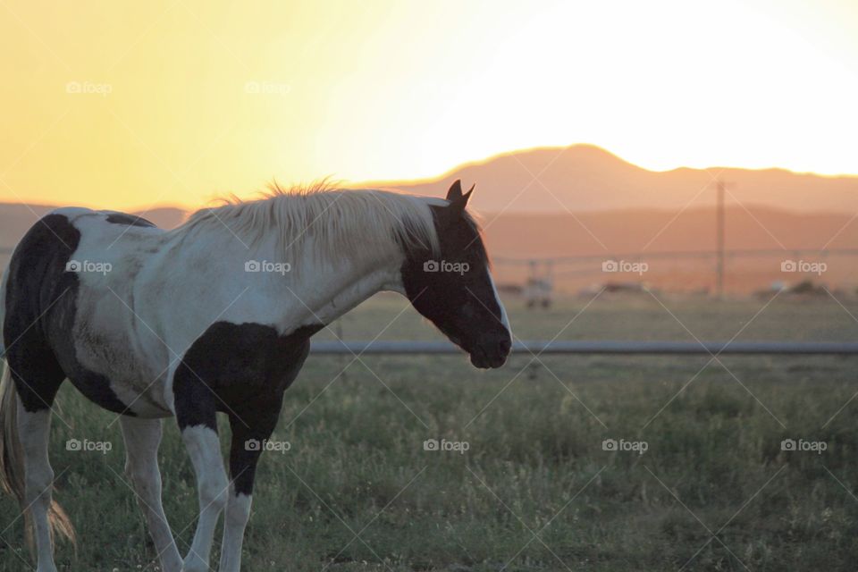 Horse at pasture during sunset