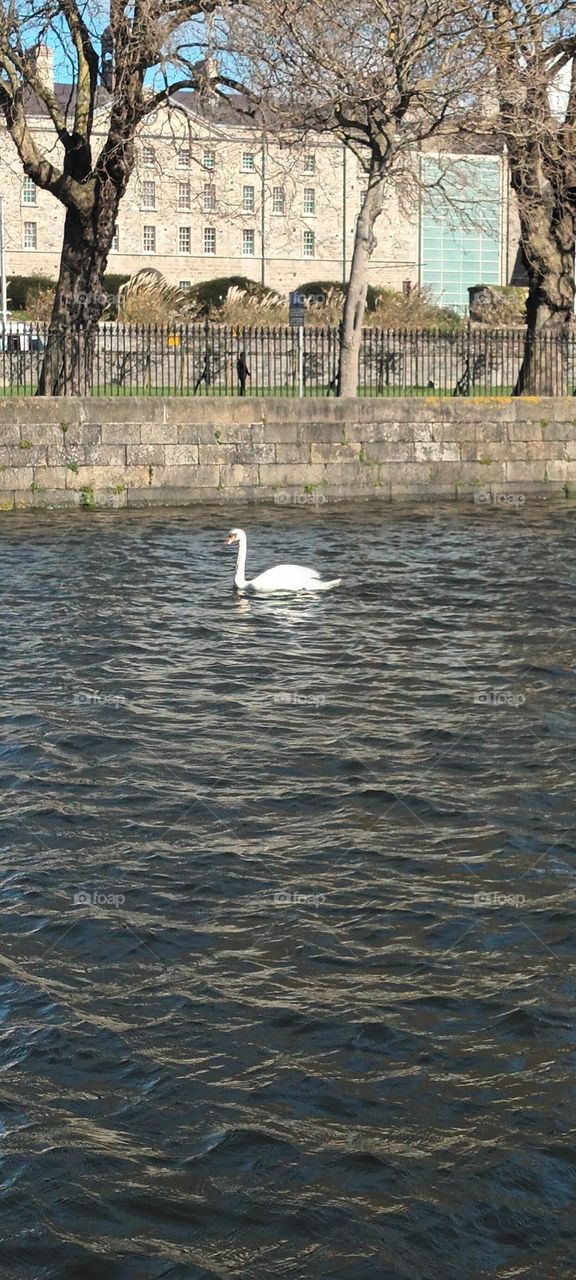 Swan on Liffey River in Dublin