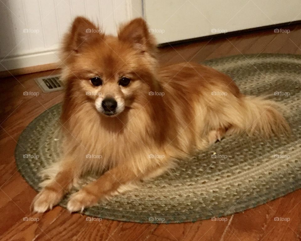Pomeranian laying on rug