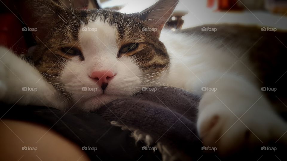 Cat sleeping on hugging his human