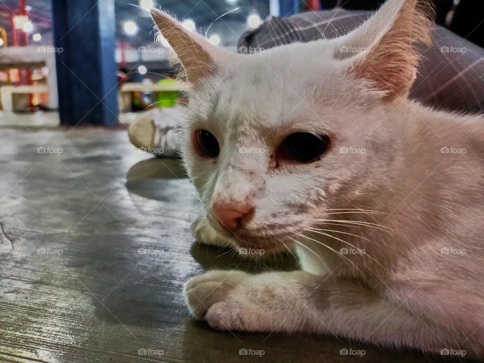 Stray cat keep calm on the alley