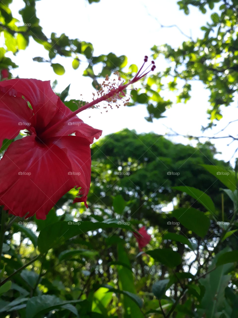 hibiscus