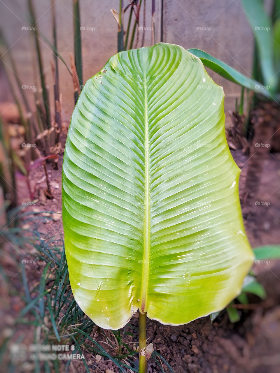 Apenas uma raiz saiu essa folha linda e viva no jardim , excelência da natureza são as plantas