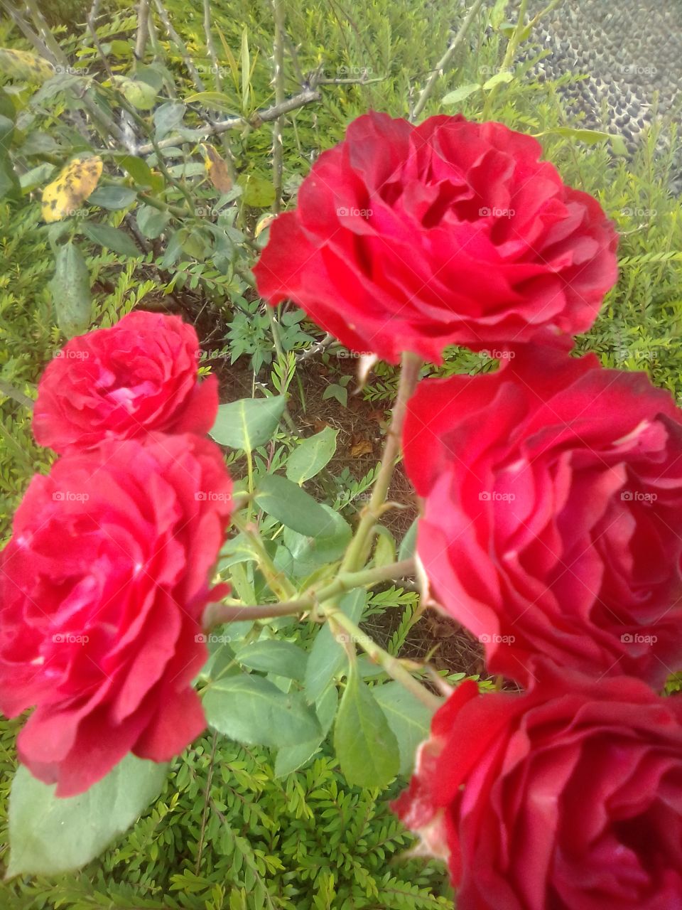 beautiful roses and beautiful roses
