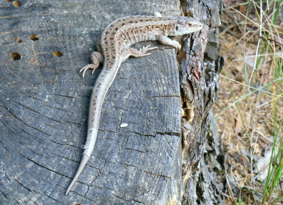 Reptile, Lizard, Wood, Nature, No Person