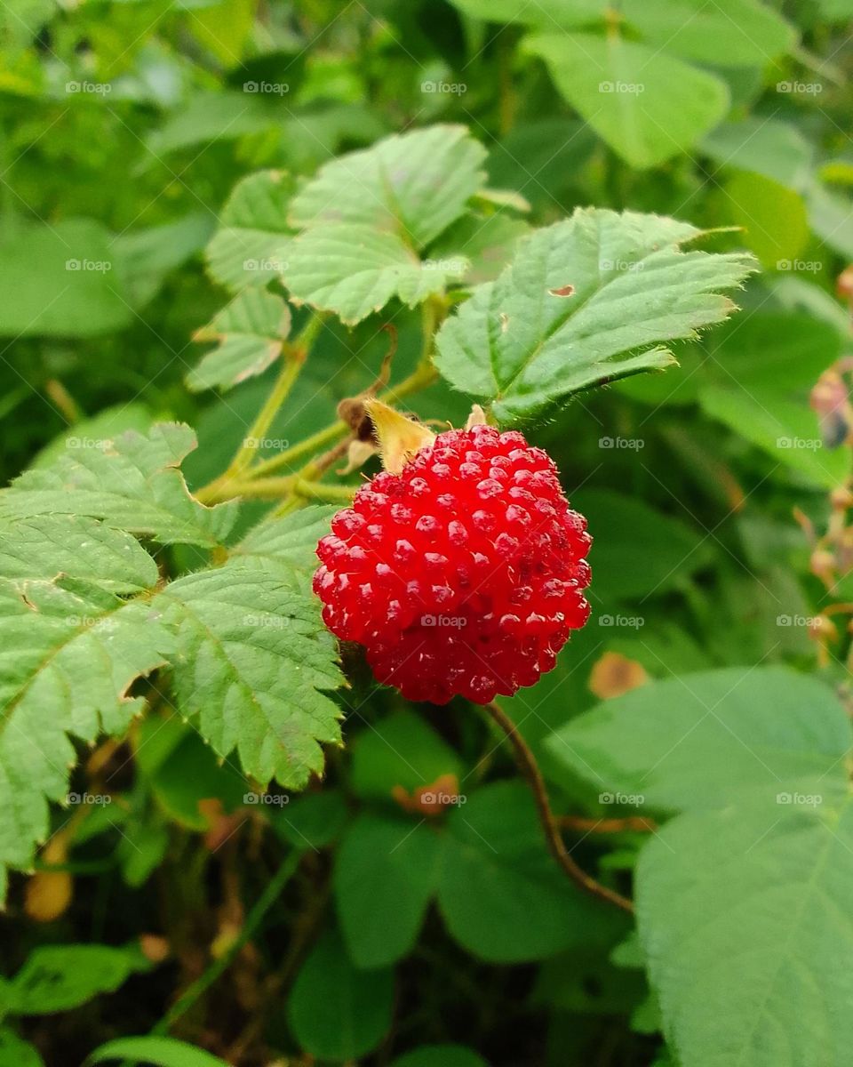 Raspberry (Wild strawberry)