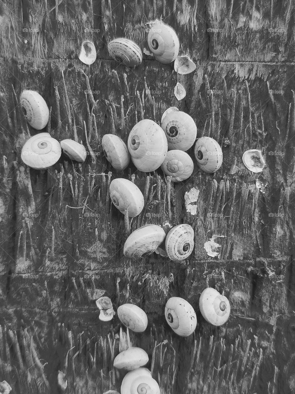 Snails on the tree 🖤