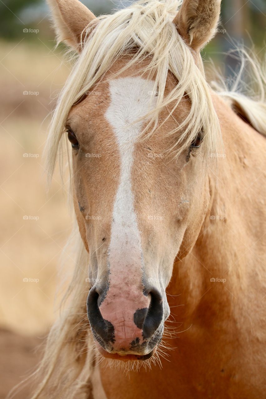 Headshot facing camera closeup wild Palomino stallion in field in Nevada high sierras 