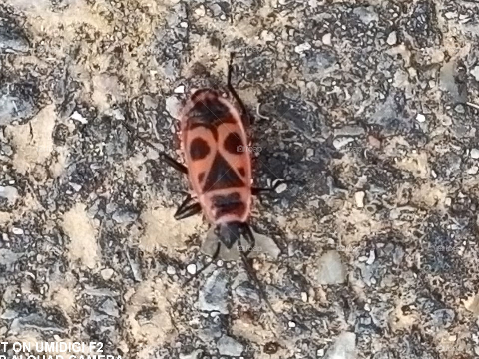 Red bug