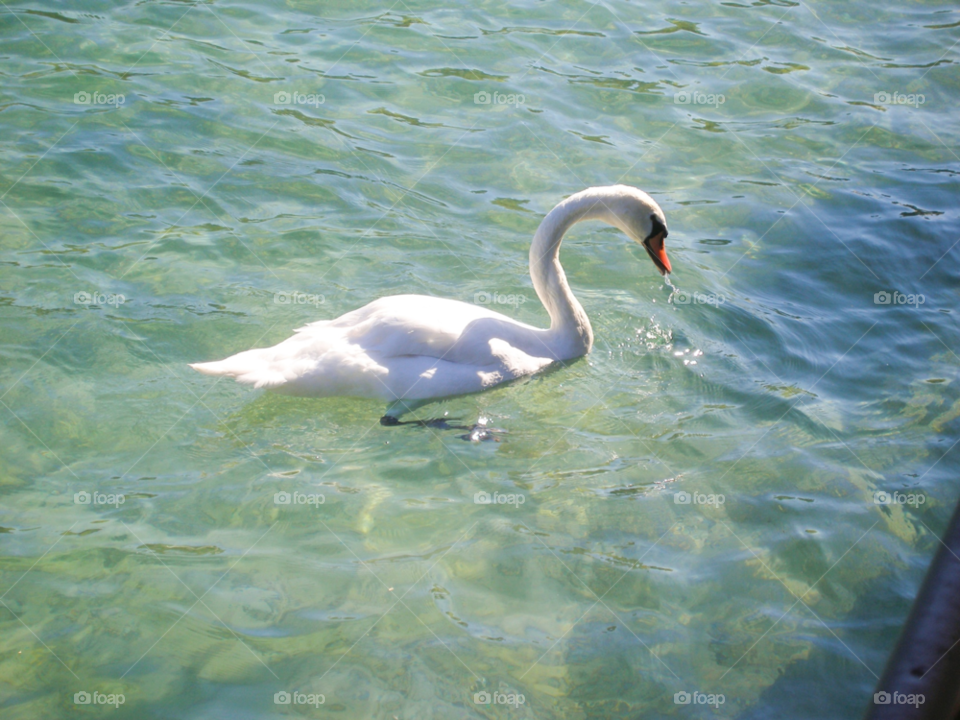 white water lake swan by tediiliescu