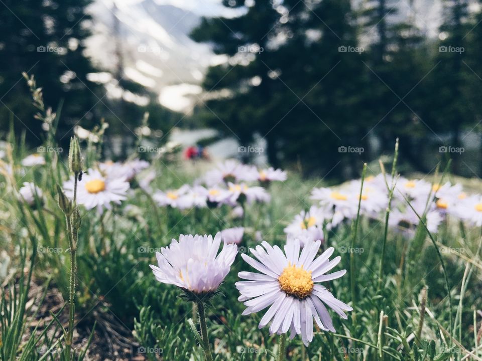 Close-up of chamomile flower