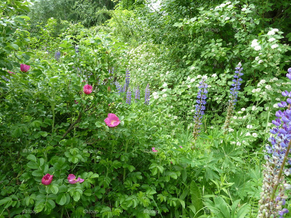 June flowers of summer