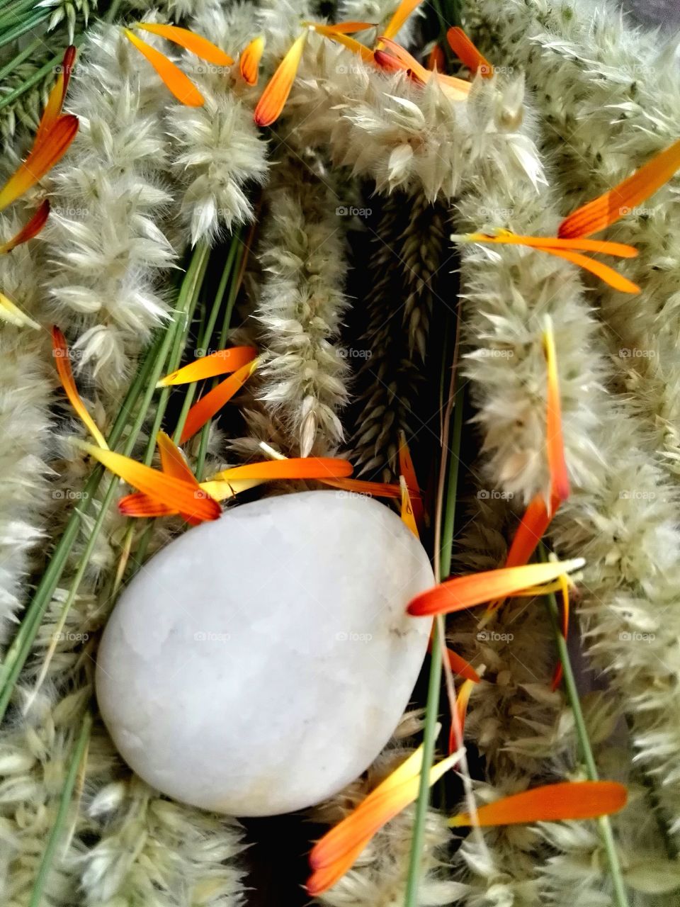 High angle view of orange petals