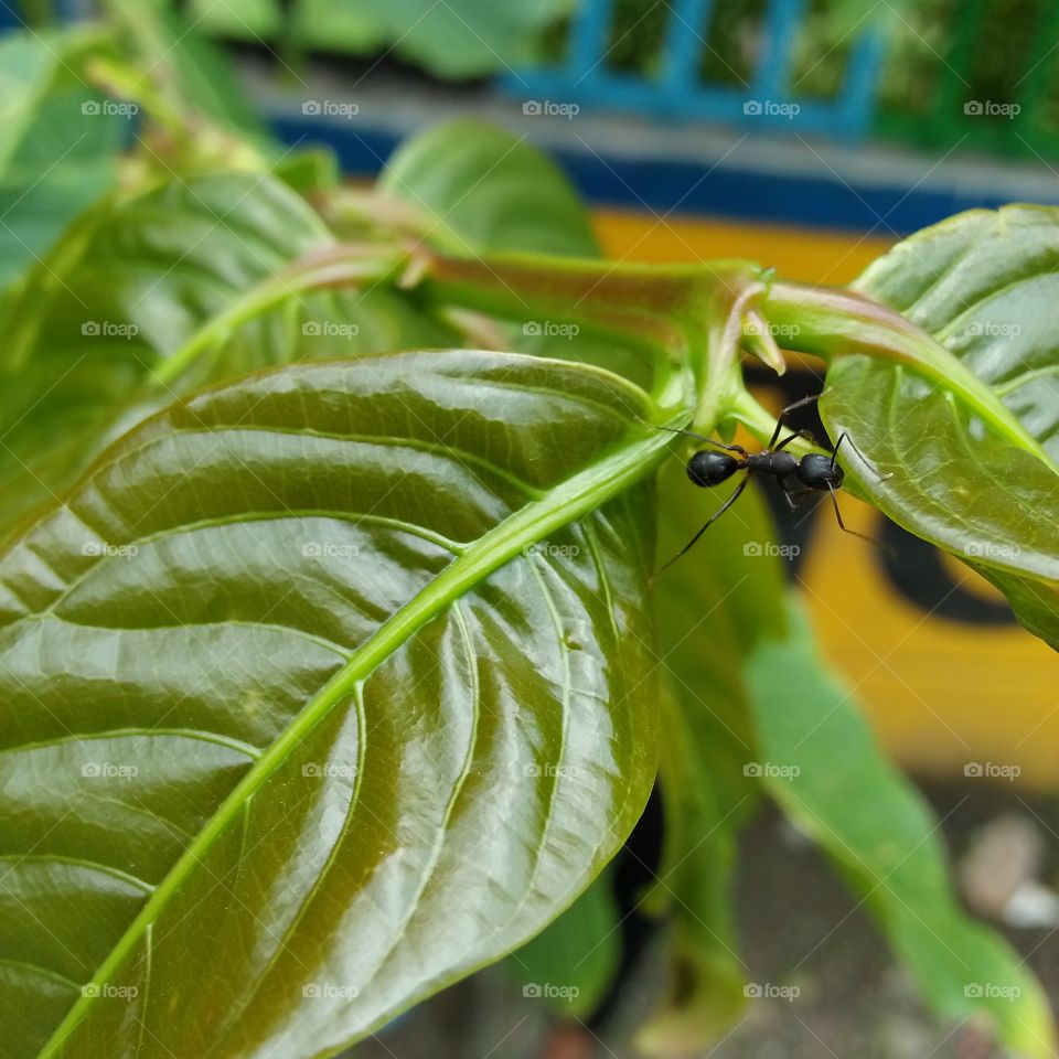 green baby leaf