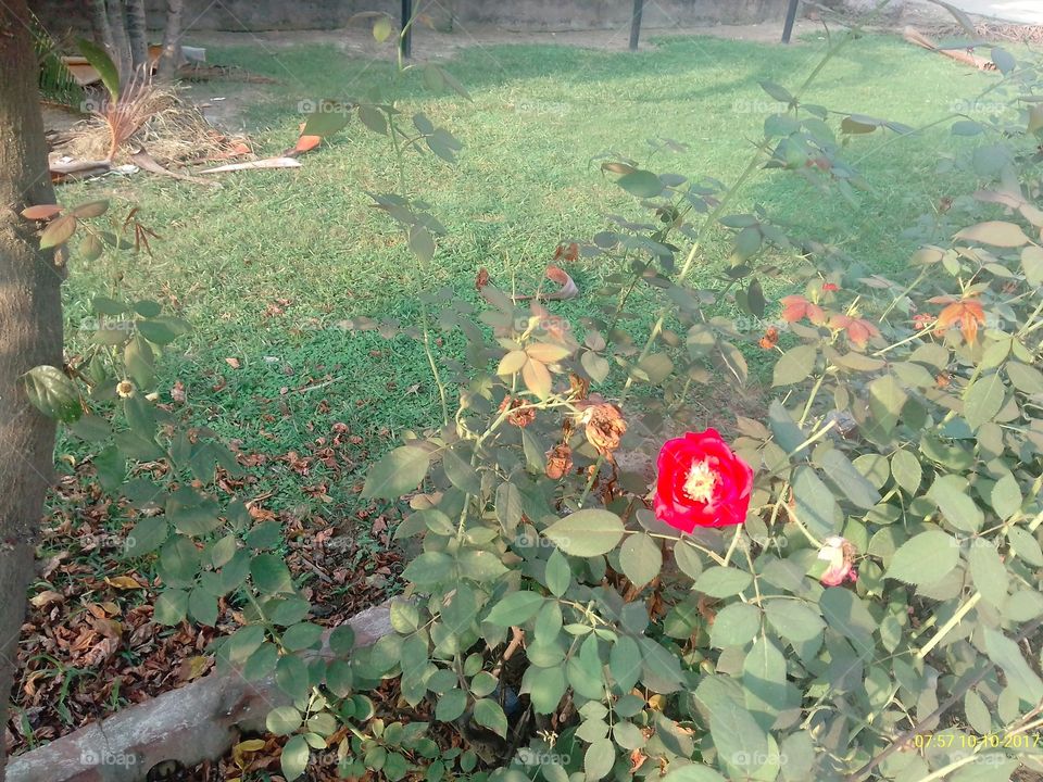 No Person, Flower, Leaf, Nature, Flora