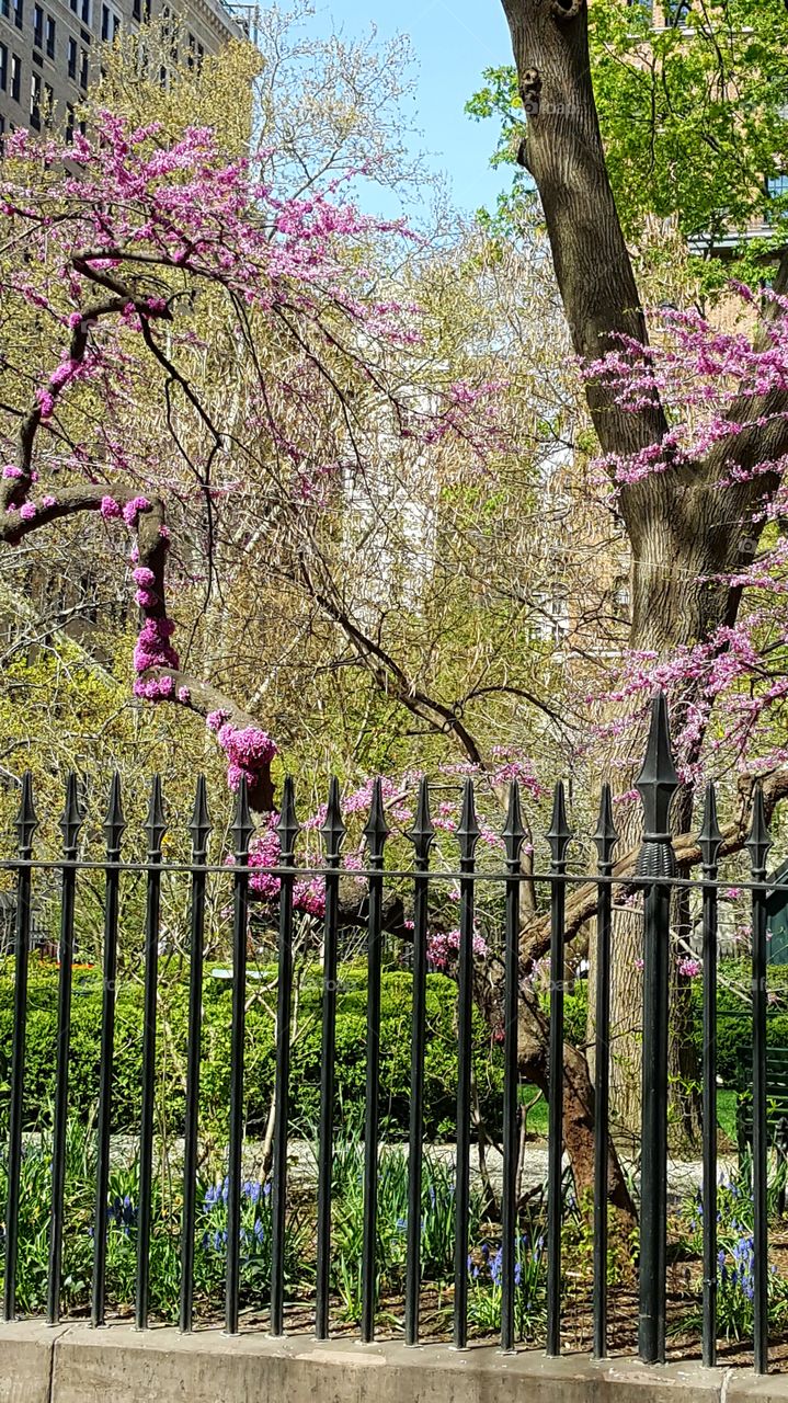 NYC Spring Time