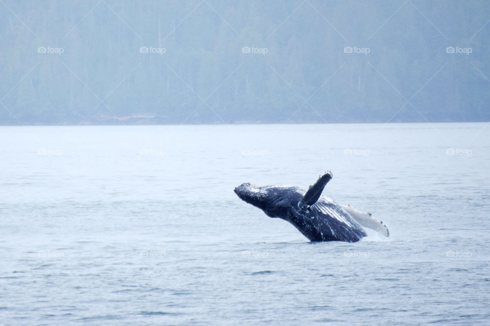 Water, No Person, Whale, Sea, Outdoors