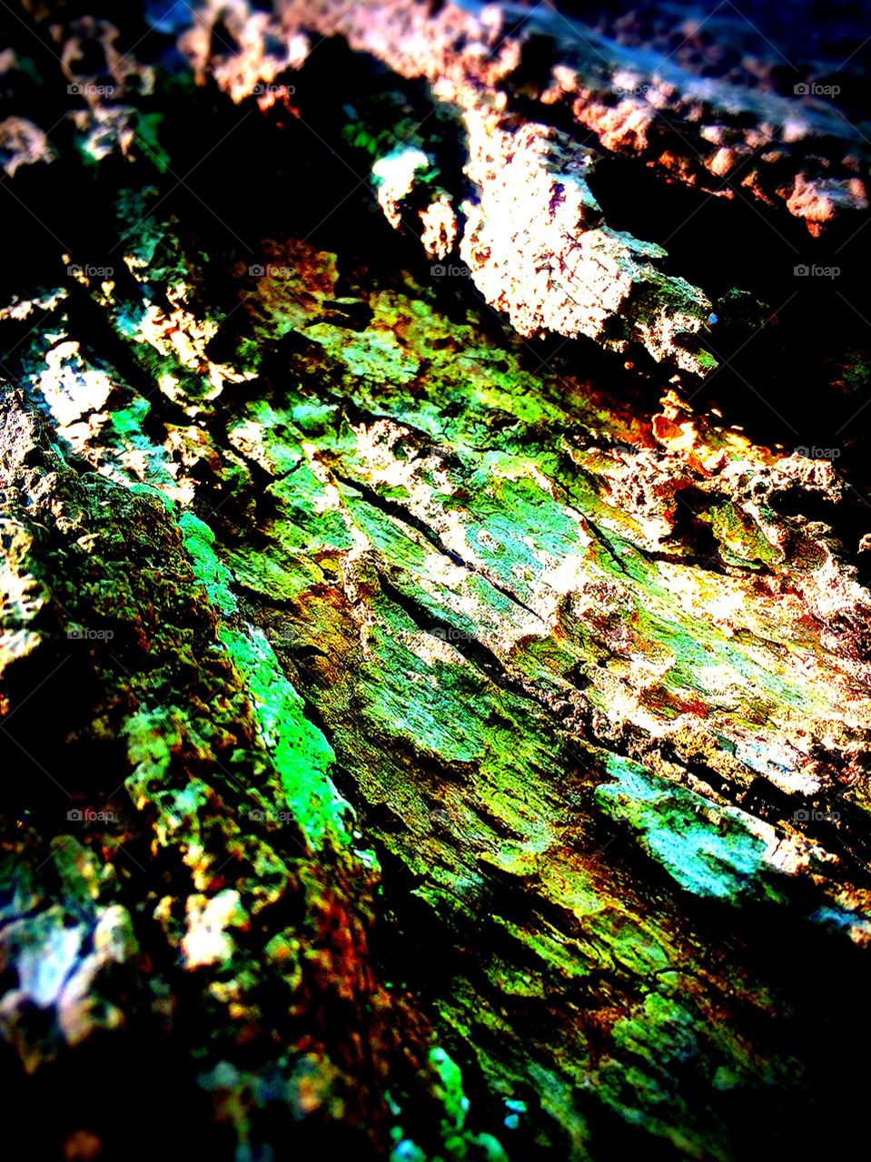 Tree bark :).