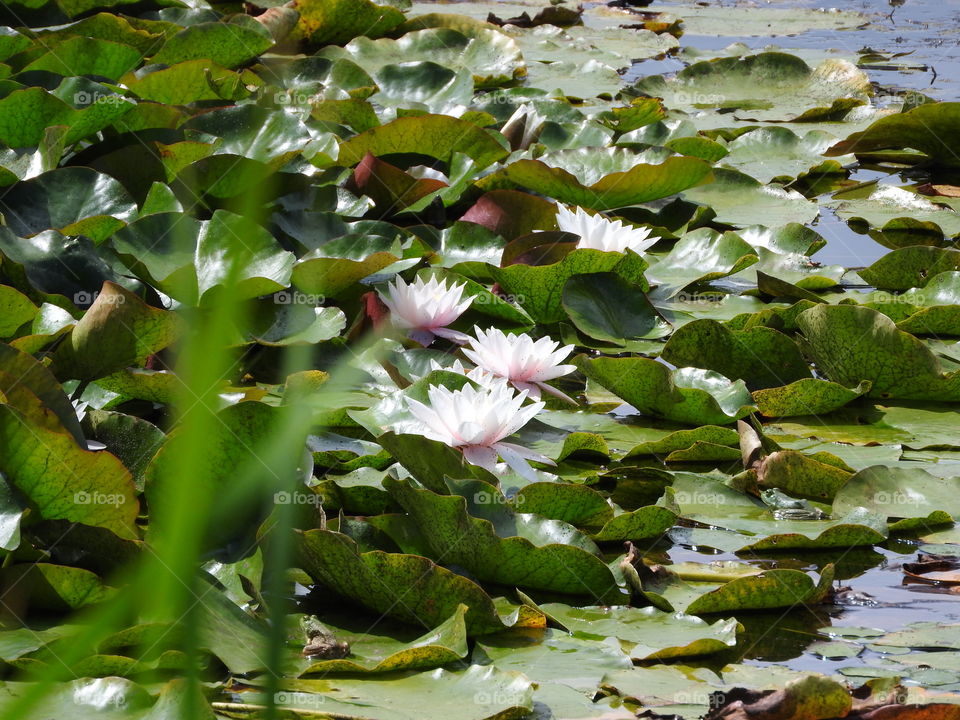 Water lily