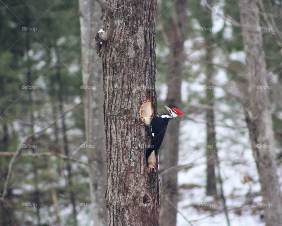 Pileated Woodpecker in Snowy Woodlands