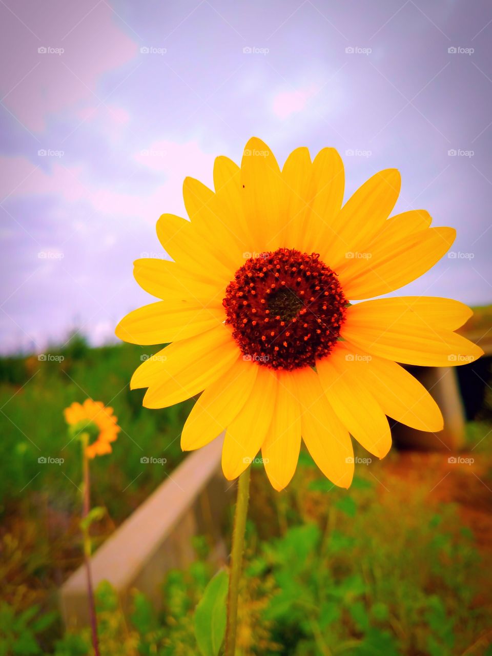 Emboldened Sunflower