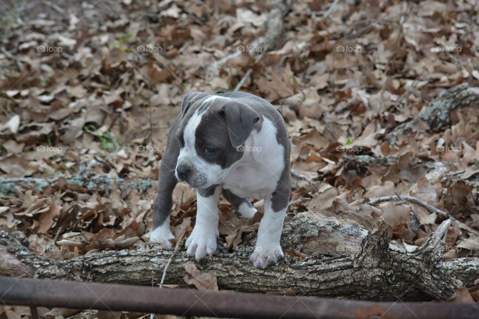 Our pit bull puppy Alyce standing on a tree limb in the leafs