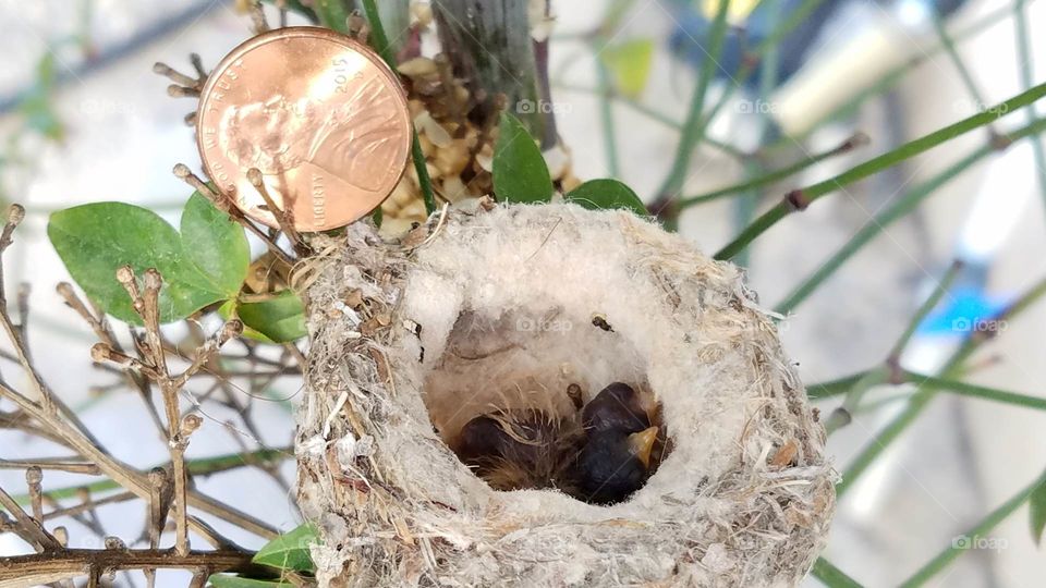 Baby hummingbirds