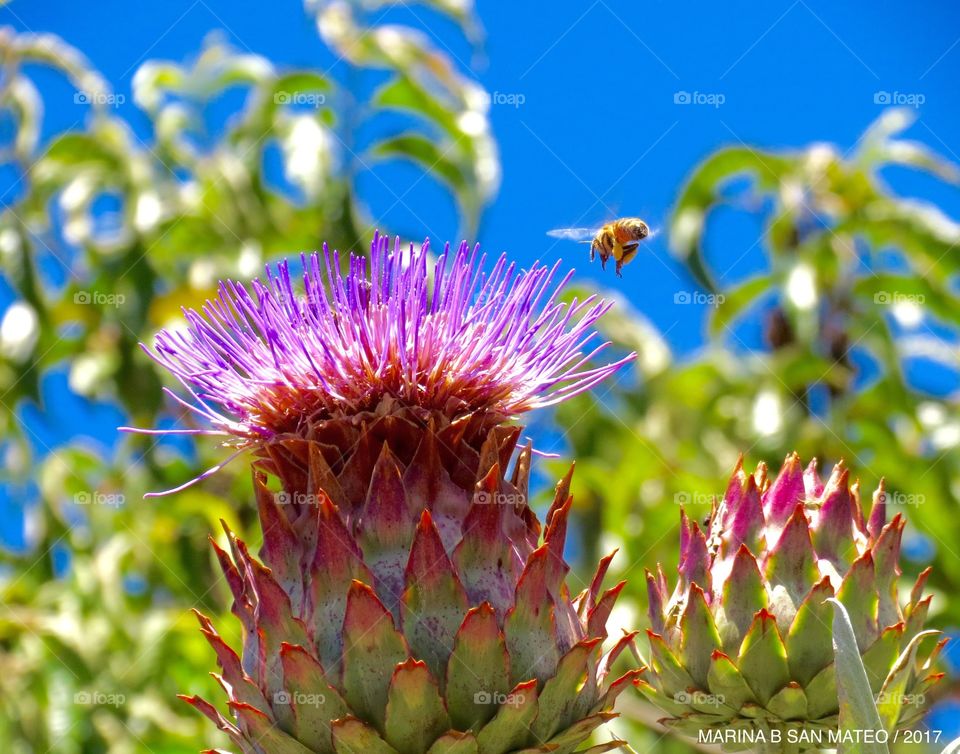 Beautiful flower and bee