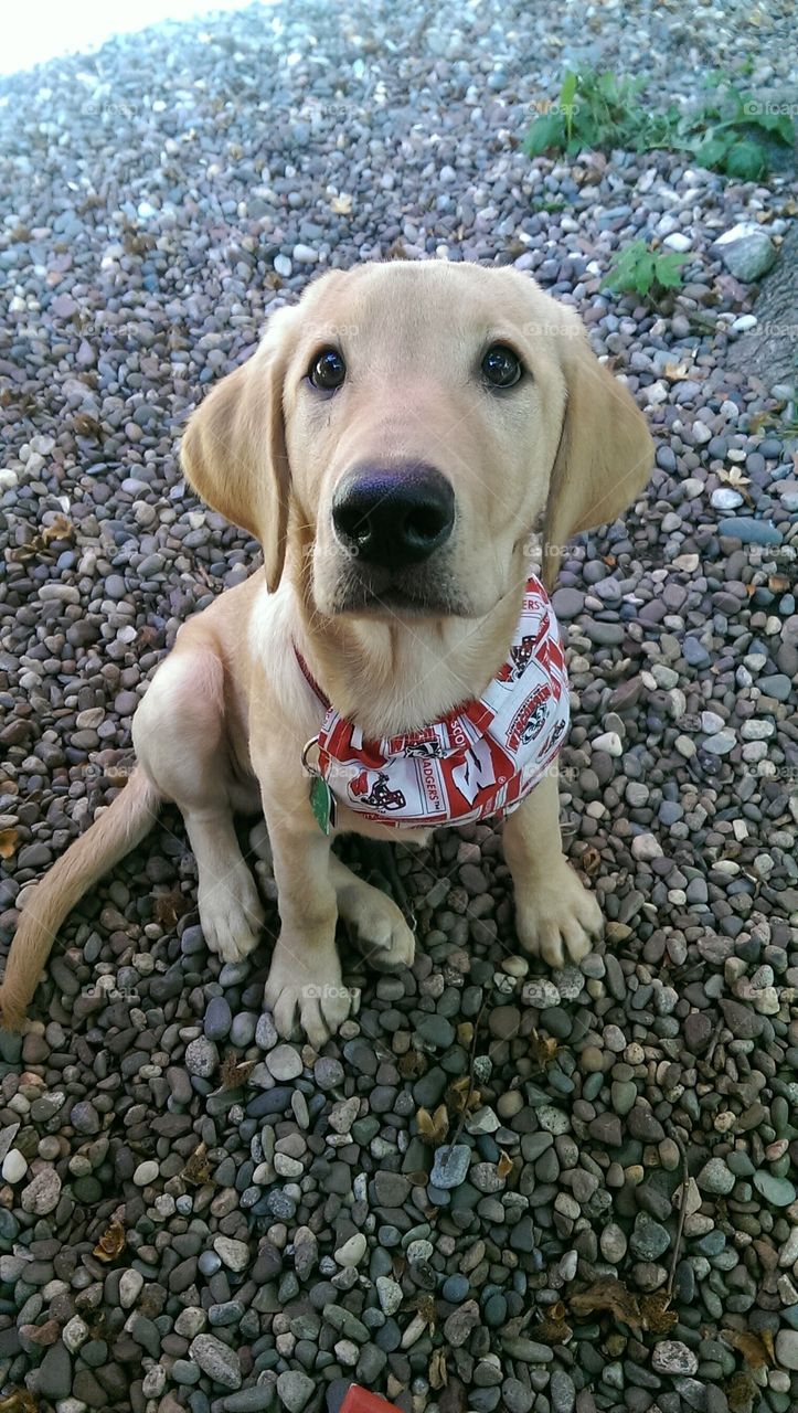 Yellow Labrador Retriever wearing a Wisconsin Badgers scarf