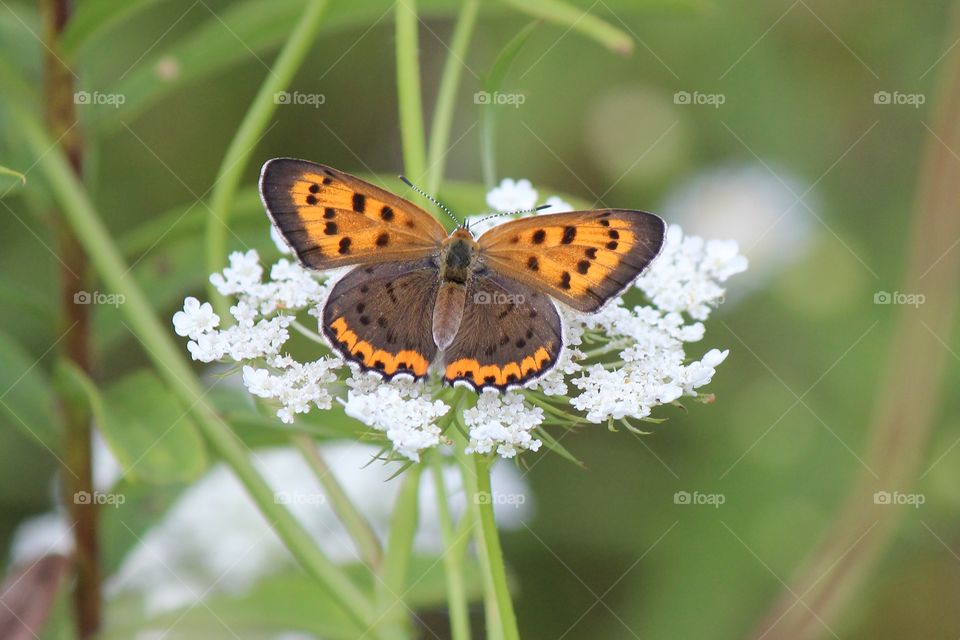 Bronze Copper Butterfly visiting our backyard and the Queen Anne's lace