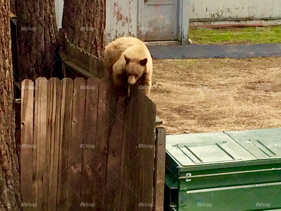 A brown bear