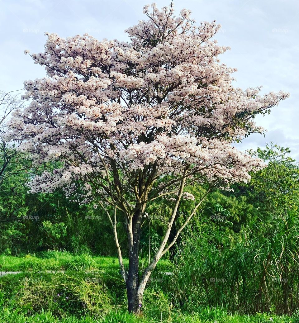 And that white ipe tree, lost in the middle of the road? Nature and its beauty inspire us… / E esse pé de ipê branco, perdido no meio do caminho? A natureza e a sua beleza nos inspiram…